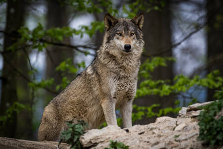 Loup dans la forêt