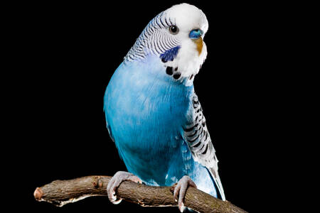 Blue Budgerigar