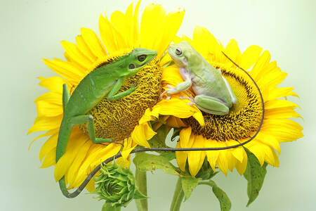 Lézard et grenouille sur des tournesols