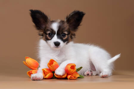 Papillon puppy