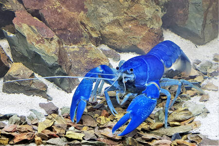 Blue Australian Crayfish