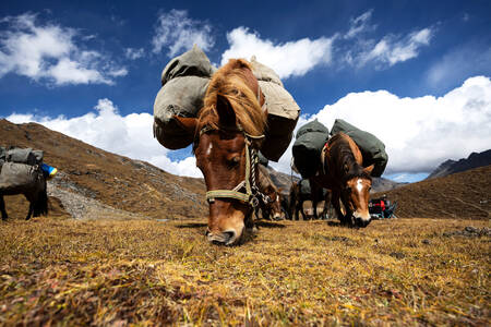 Horses in the steppe