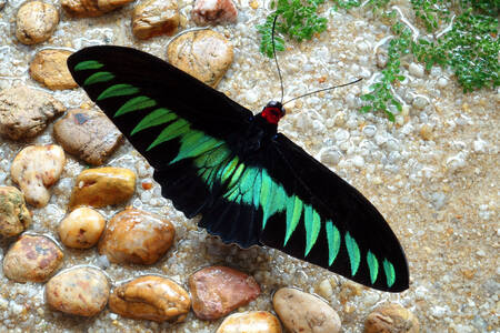 Trogonoptera brookii-sommerfugl