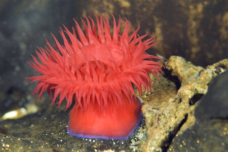 Pólipo de coral marino