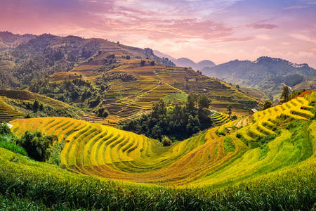 Rice fields at sunset
