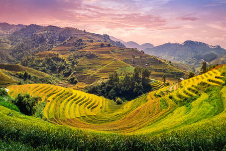 Campos de arroz ao pôr do sol