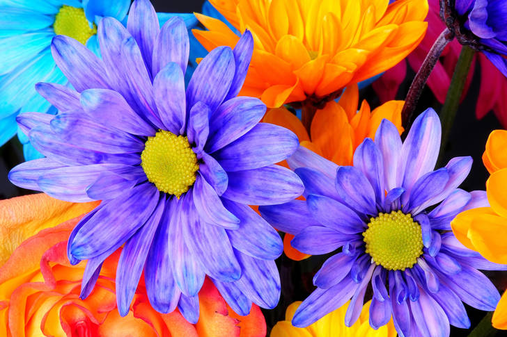Colorful chrysanthemums