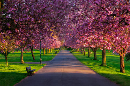 Blooming trees in the park
