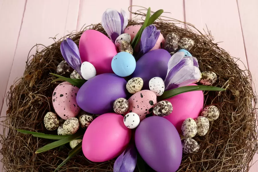 Påskeegg i et rede med krokus