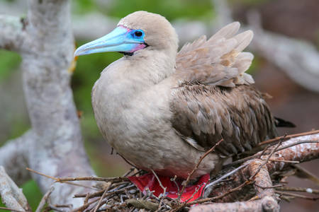 Red-footed booby on a tree