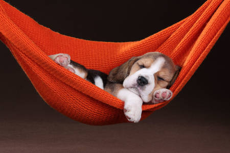 Beagle puppy in een hangmat