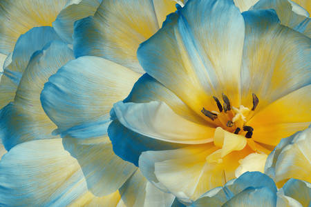 Żółto-niebieskie tulipany