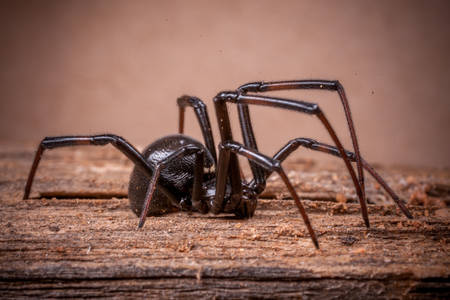 Păianjen - Văduva Neagră