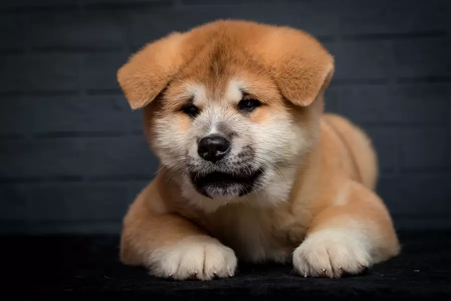 Szczeniak akita inu na ciemnym tle