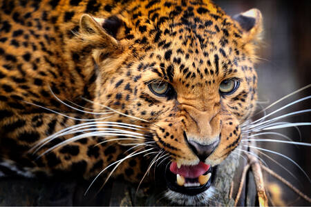 Leopard