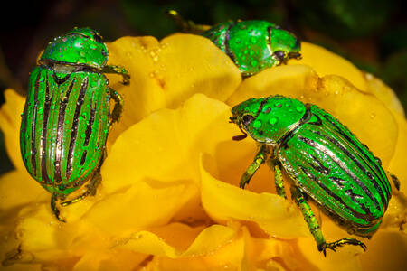 Escarabajos en una flor amarilla