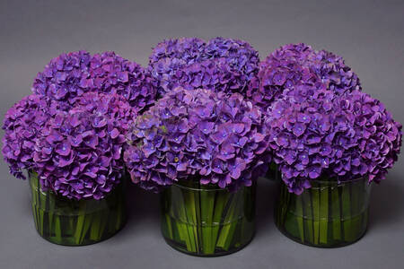 Purple hydrangea in vases