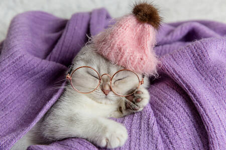 Котенок в шапке и очках
