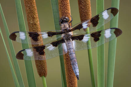 Dragonfly in the reeds