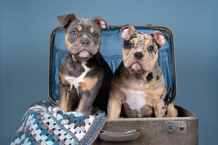 Filhotes de cachorro em uma mala