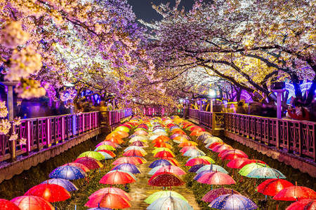 Cerezos en flor por la noche