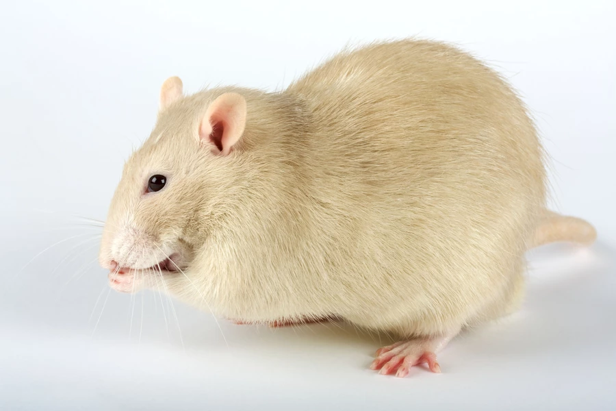 Rat