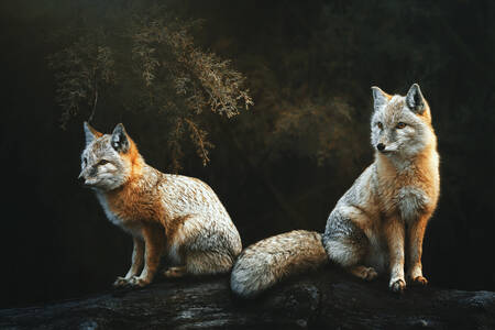 Steppe foxes
