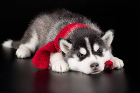 Кученце хъски с червен шал