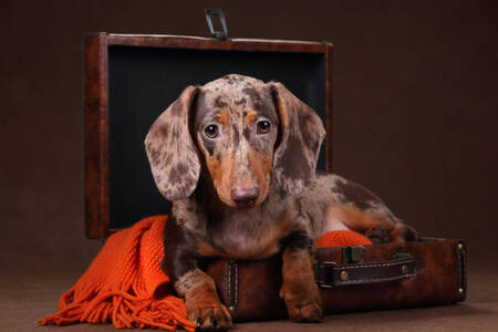 Dachshund in a suitcase
