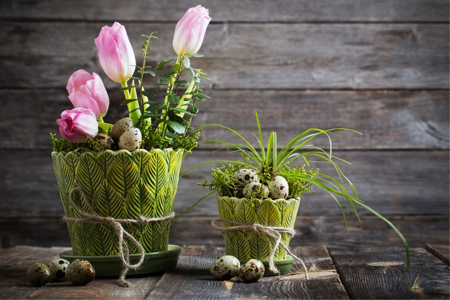Quail eggs in flowerpots