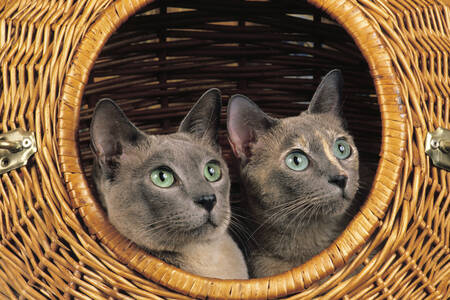 Tonkinese γάτες σε ένα καλάθι