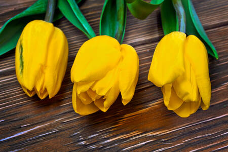 Tres tulipanes amarillos
