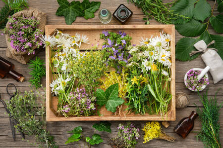 Medicinal flowers and herbs