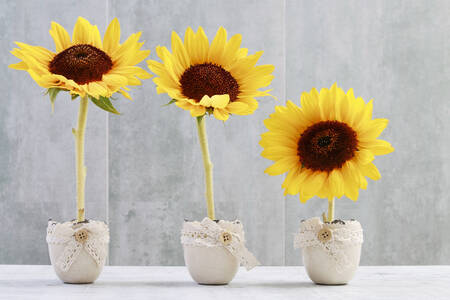 Three sunflowers