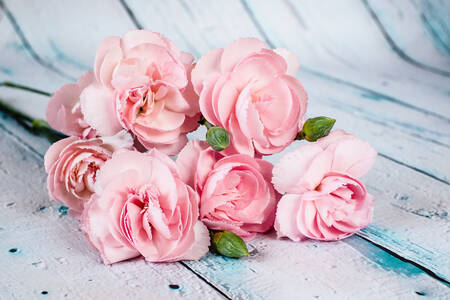 Pink carnations