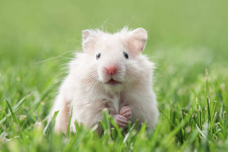 White hamster in the grass