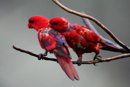 Loris rojos en una rama