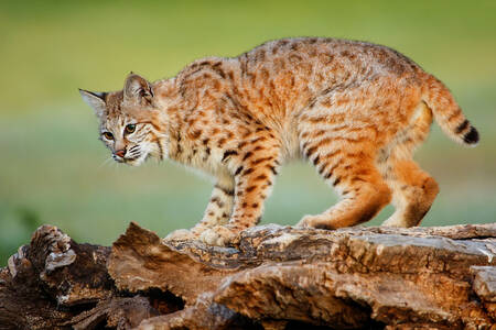 Luchs auf einem Baumstamm