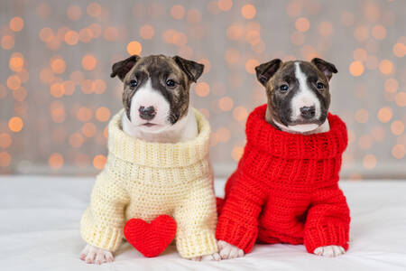 Cachorros de Bull Terrier Miniatura