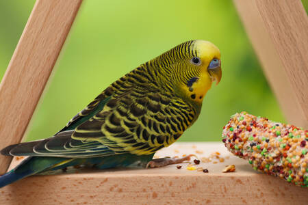 Parrot with Food