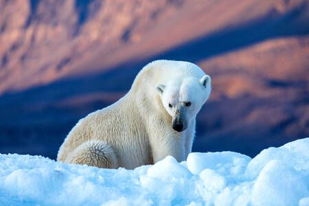 Orso polare