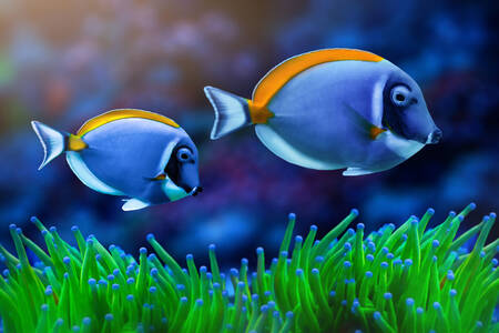 Surgeon fish