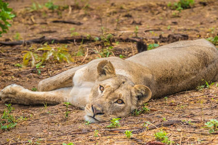 A lioness rests on the ground