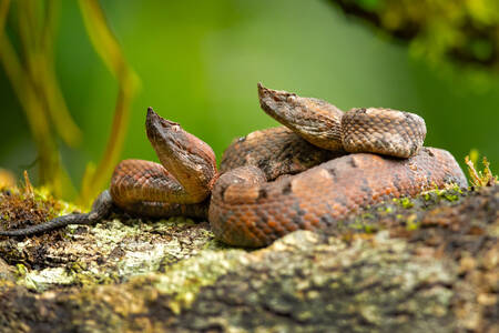 Δηλητηριώδη φίδια