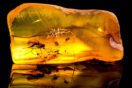 A mosquito inside Baltic amber