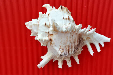 Морская раковина на красном фоне