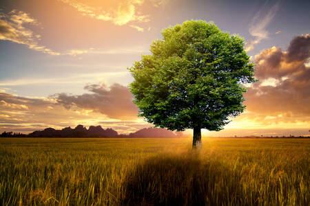 A tree in the middle of a field