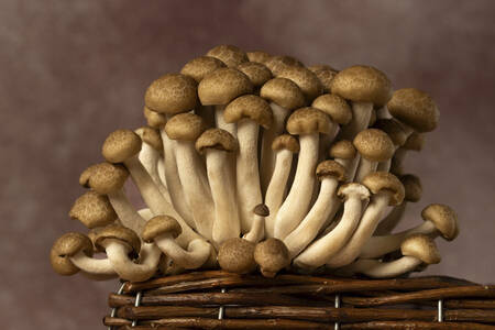 Brown shimeji mushrooms