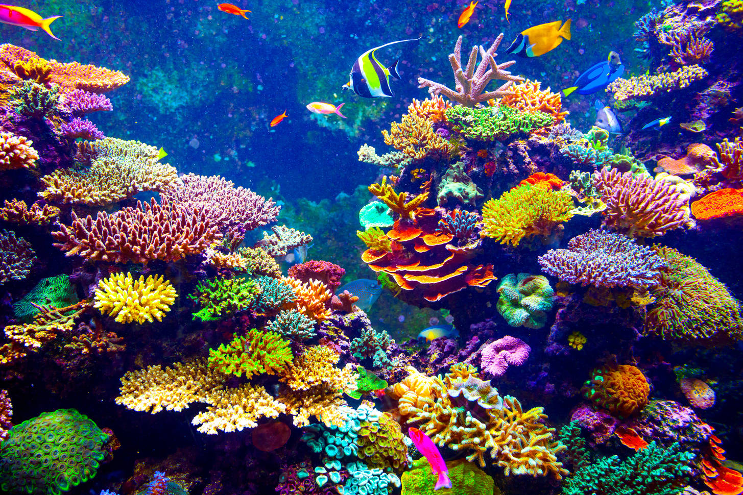Барьерный риф кораллы