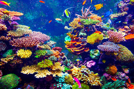 Mercan resifi ve tropikal balık